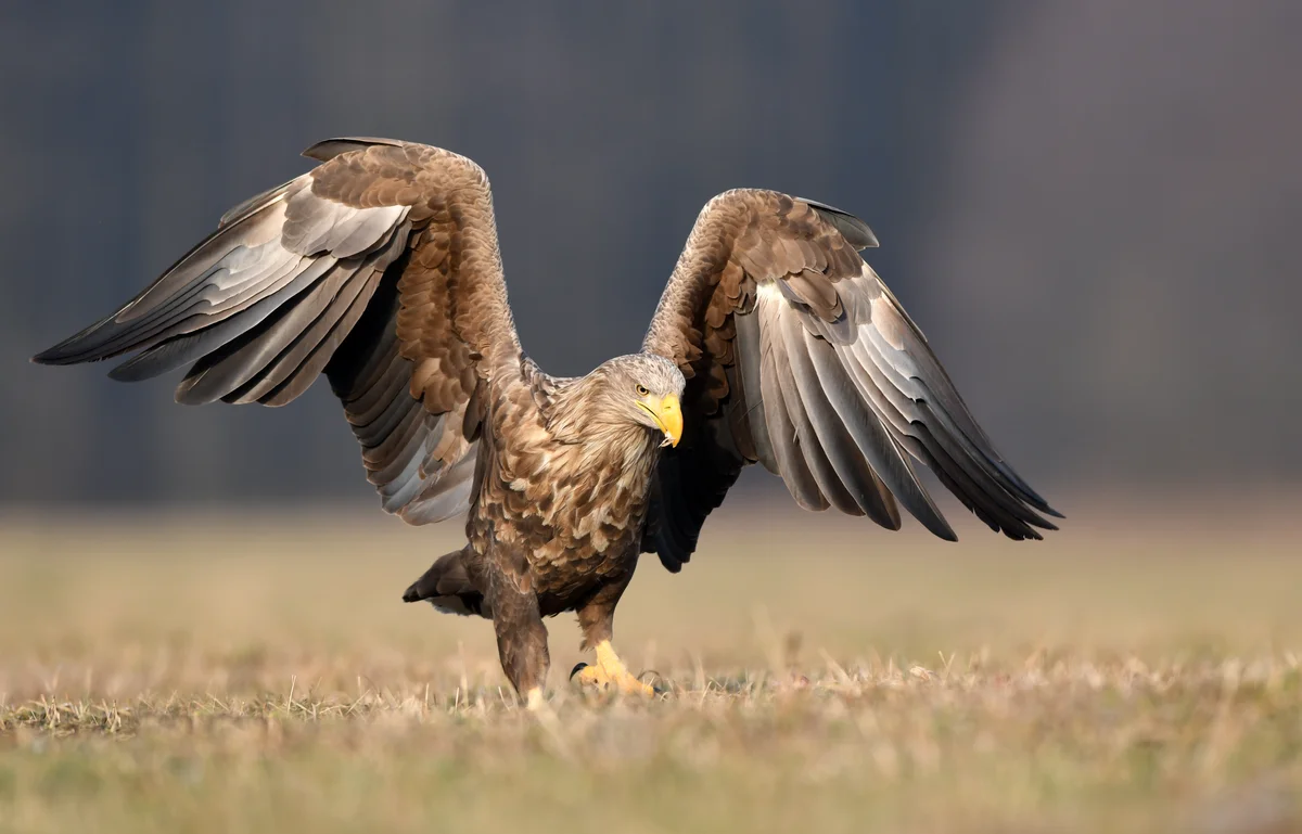 Seeadler Ruf - Vögel in Europa