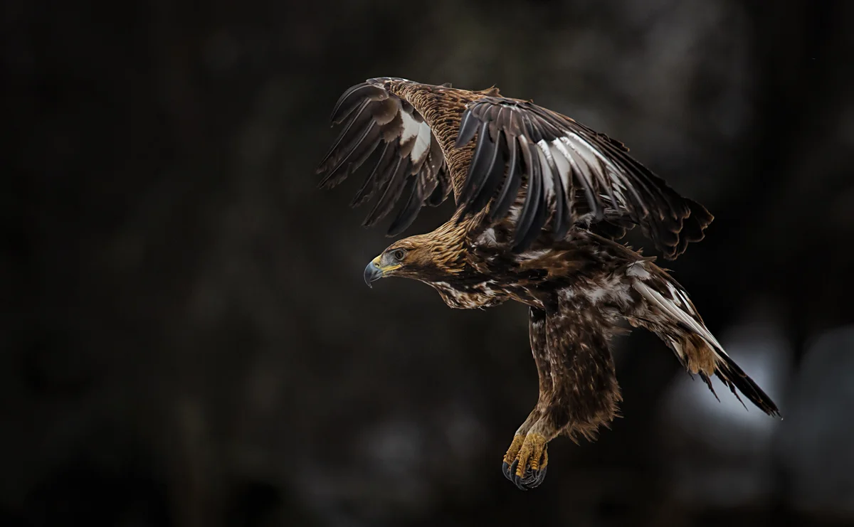 Steinadler Geschwindigkeit – Vögel in Europa