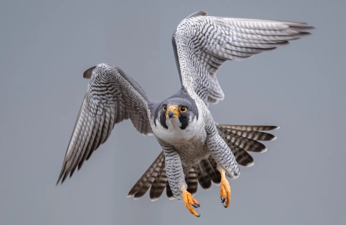 Unterschied Wanderfalke und Turmfalke - Vögel in Europa