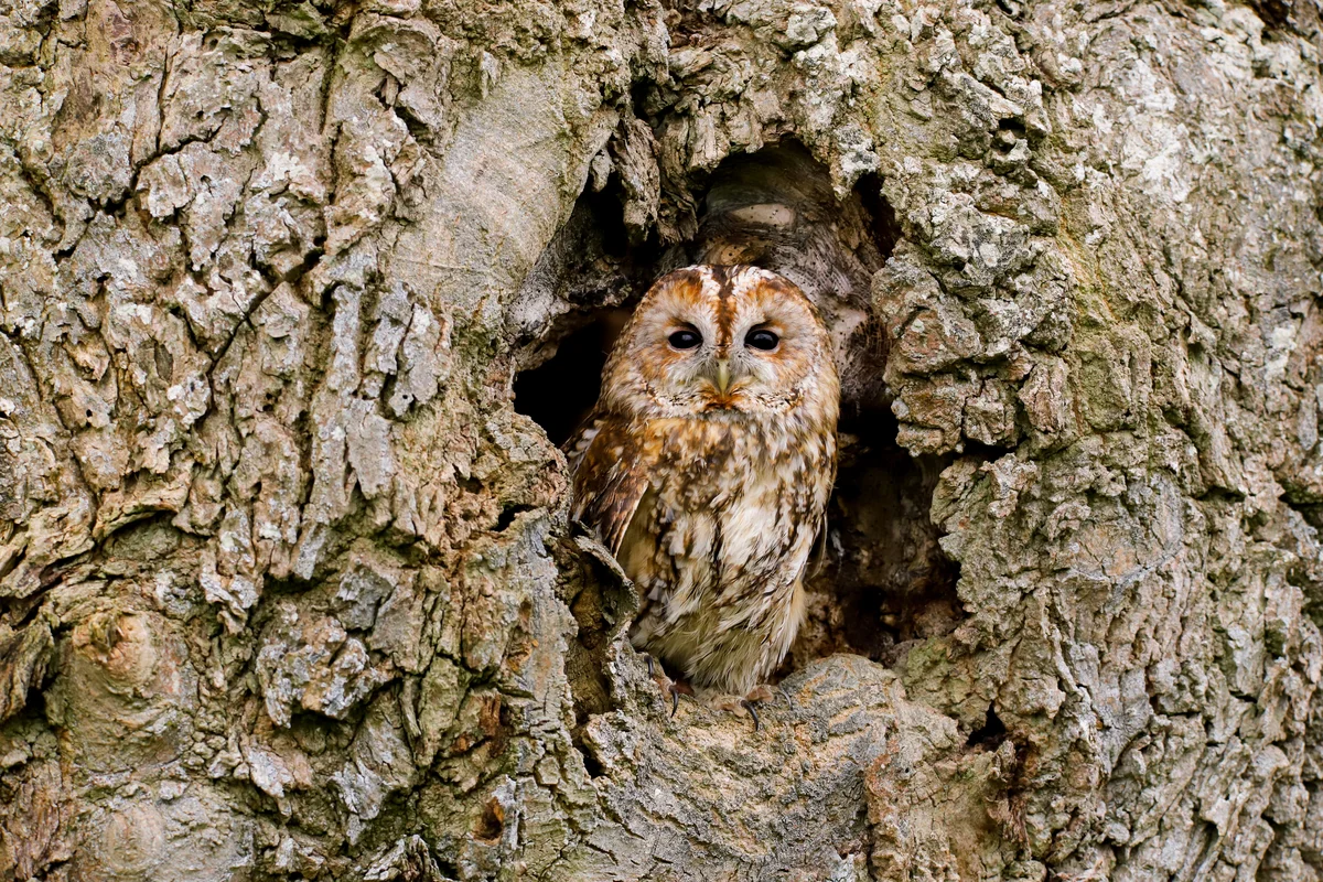 Waldkauz Gesang - Vögel in Europa