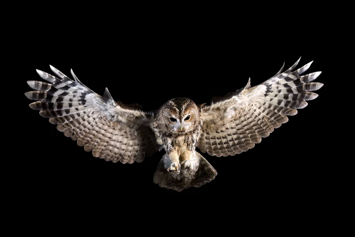 Waldkauz Ruf - Vögel in Europa