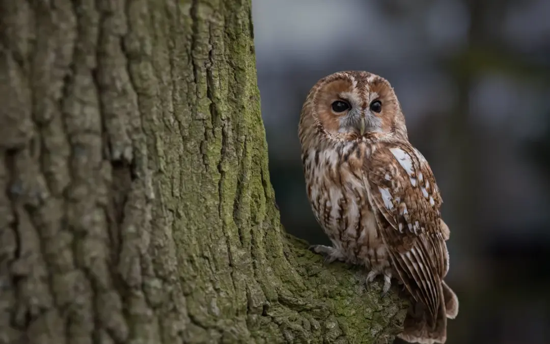 Waldkauz Ruf Weibchen