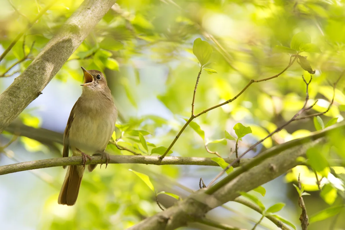 Wann singt die Nachtigall - Vögel in Europa