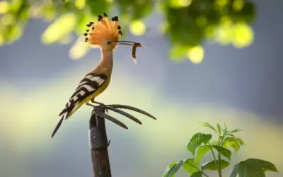 Wiedehopf ähnlicher Vogel