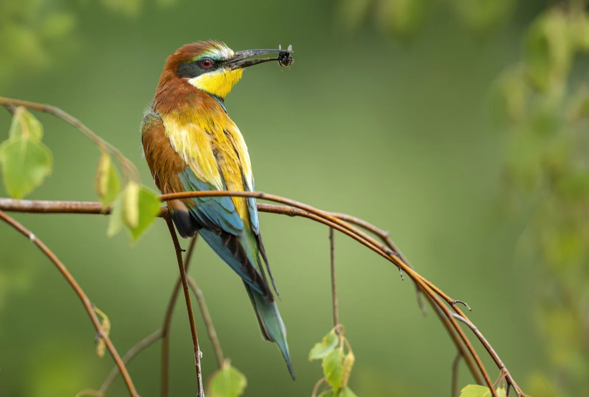 Wiedehopf ähnlicher Vogel der Bienenfresser - Vögel in Europa
