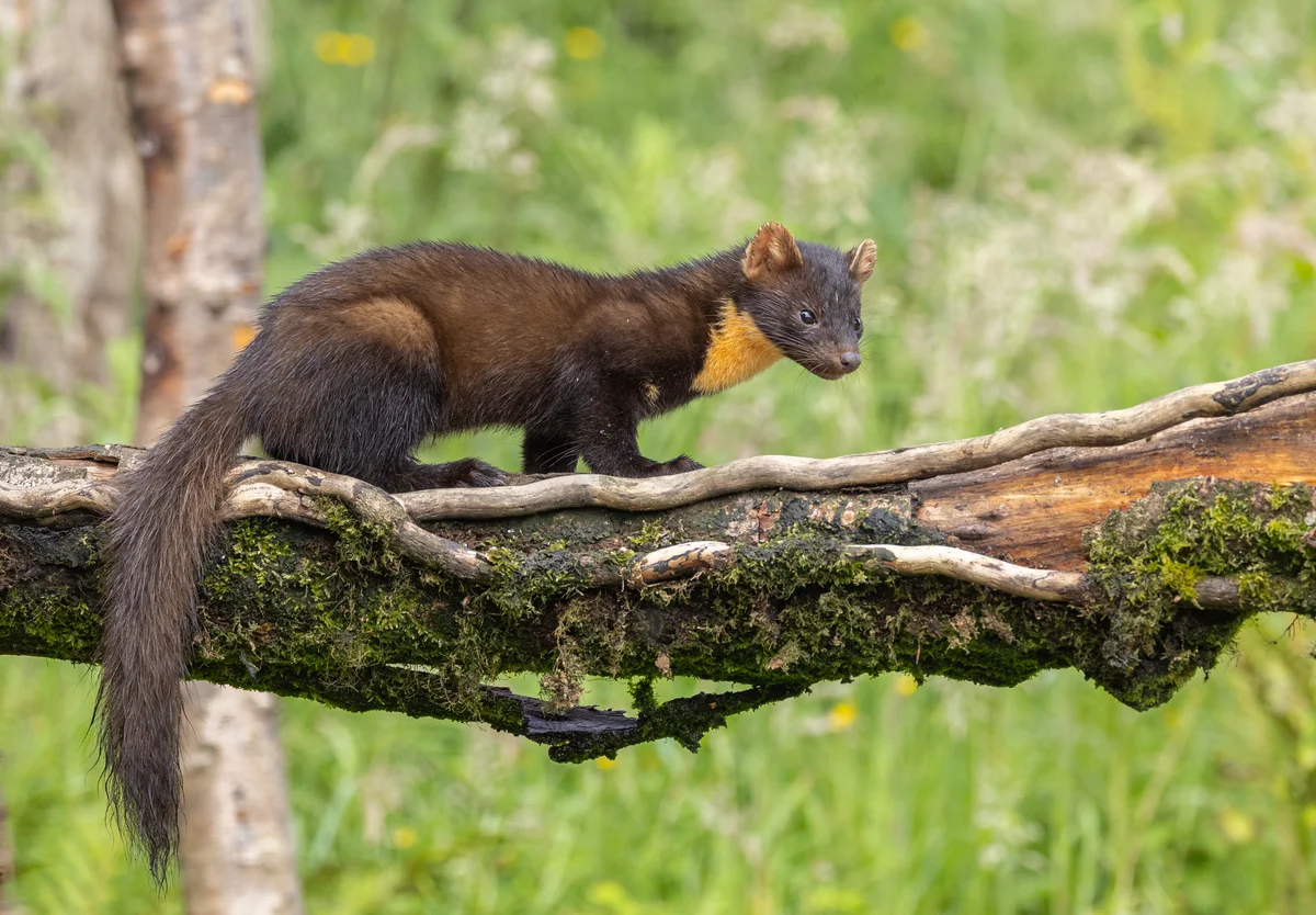 Baummarder - Wildtiere in Europa