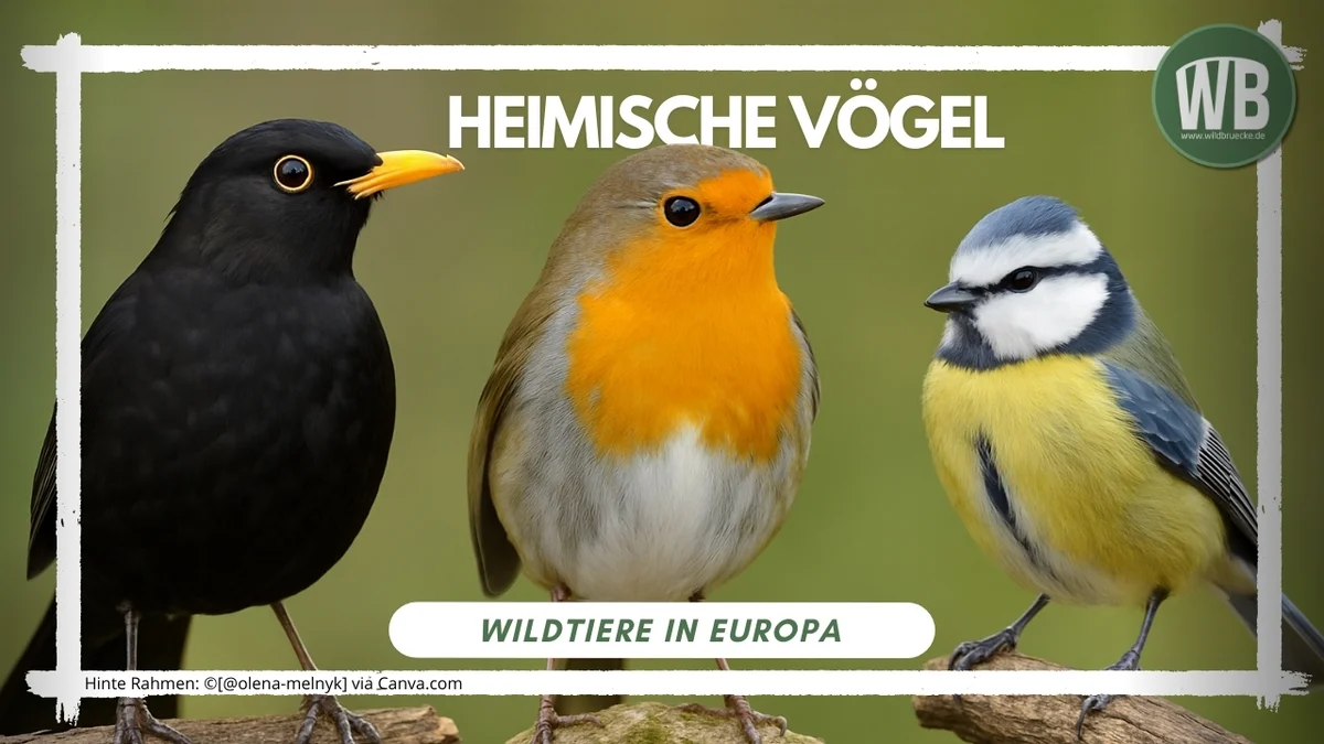 Beitragsbild Heimische Vögel