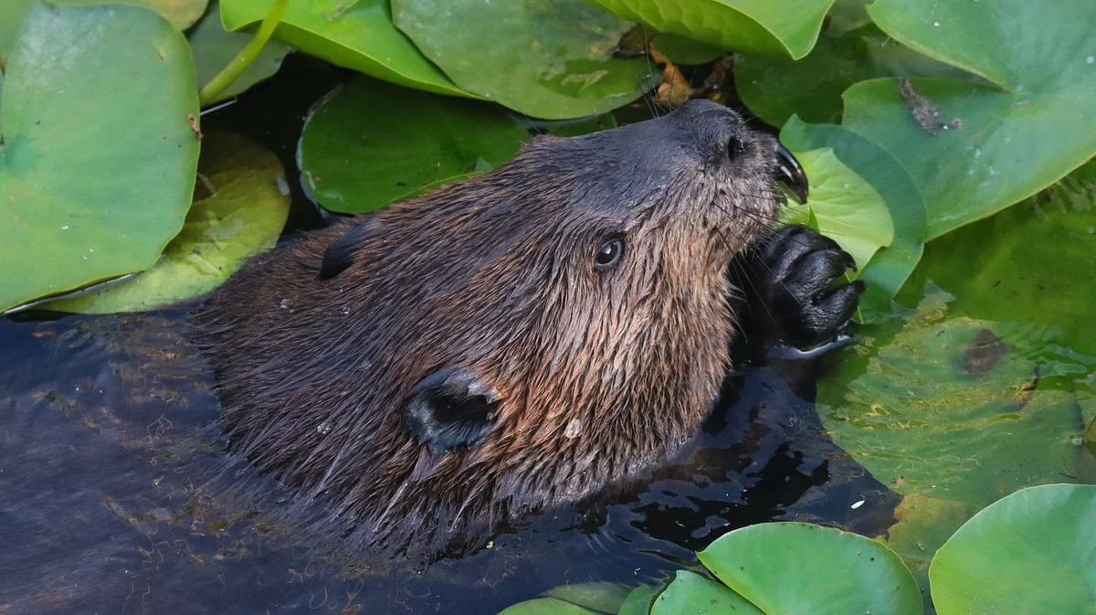Biber Nahrung - Wildtiere in Europa