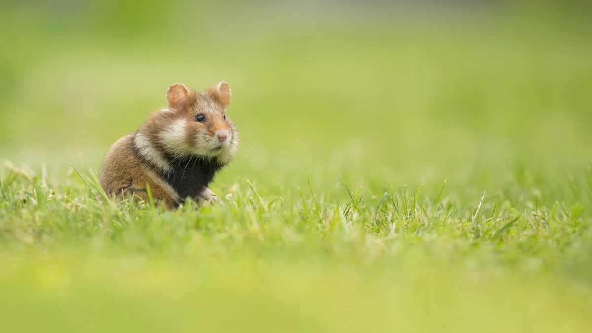 Der Hamster – Wildtiere in Europa