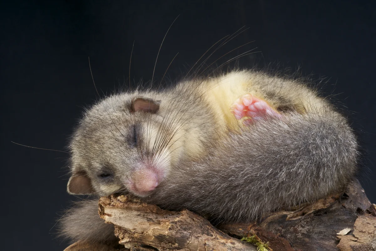 Der Siebenschläfer - Wildtiere in Europa Der Siebenschläfer - Wildtiere in Europa