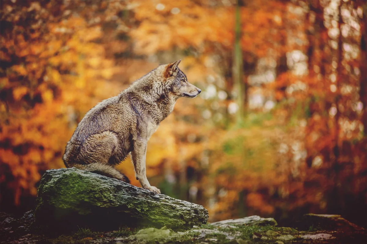 Der Wolf in NRW - Wildtiere in Europa
