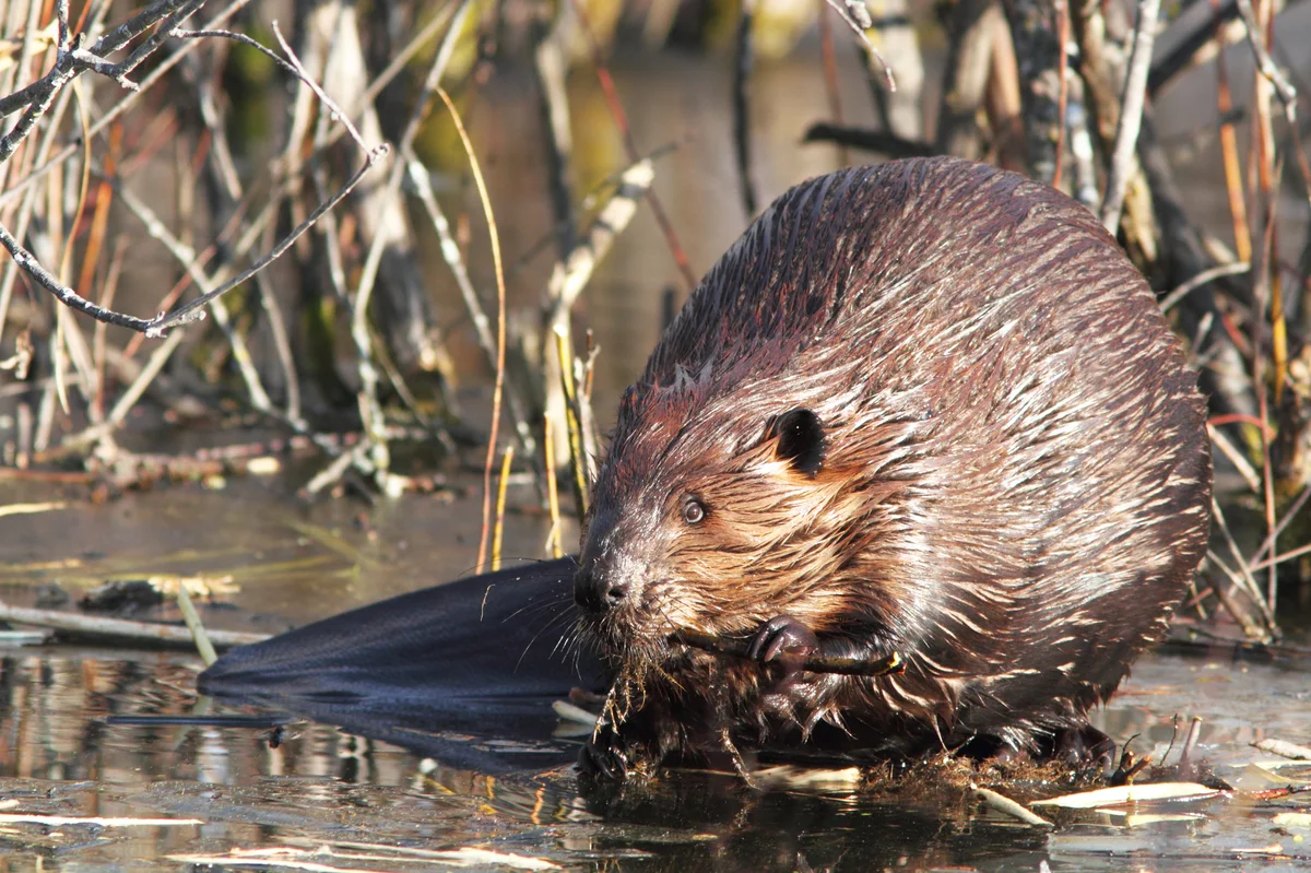 Die Biber Nahrung - Wildtiere in Europa