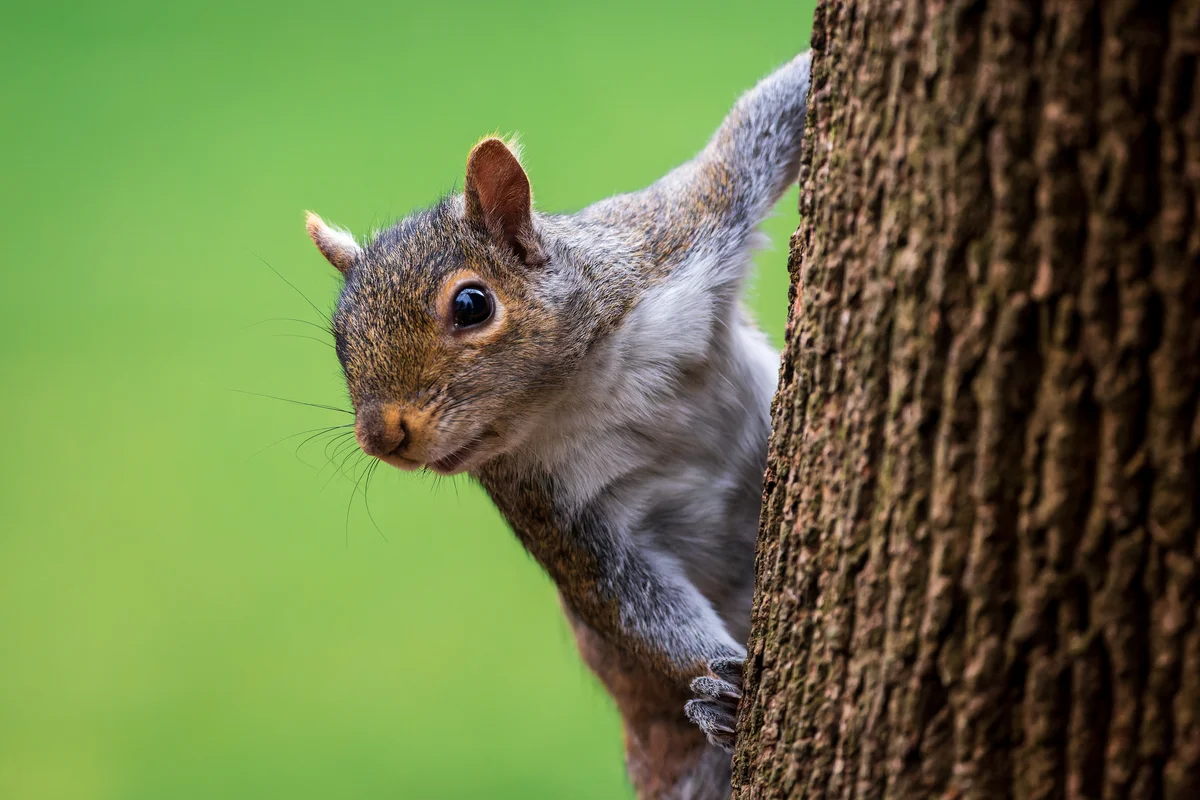 Diese Eichhörnchen Arten gibt es - Wildtiere in Europa