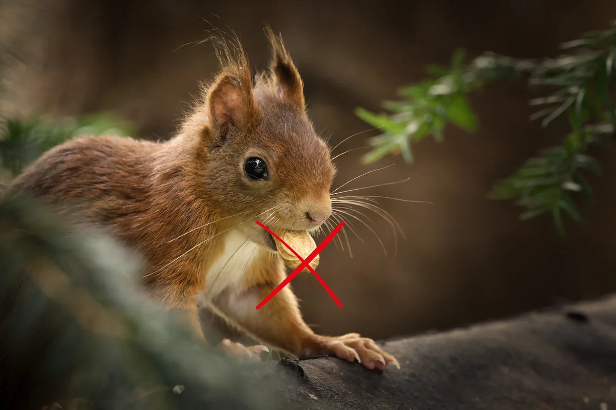 Dürfen Eichhörnchen Erdnüsse fressen – Wildtiere in Europa