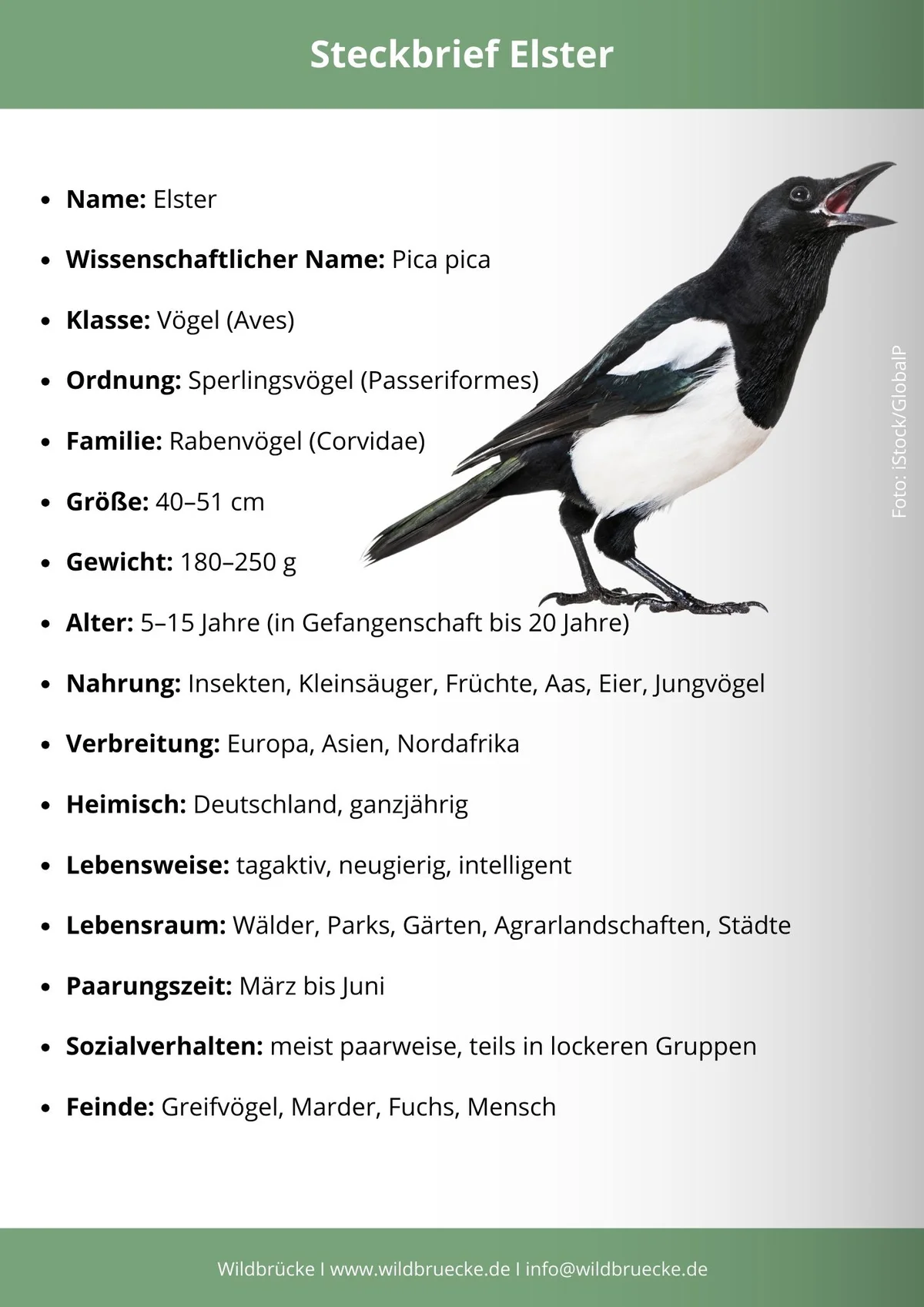 Elster Steckbrief - Vögel in Europa