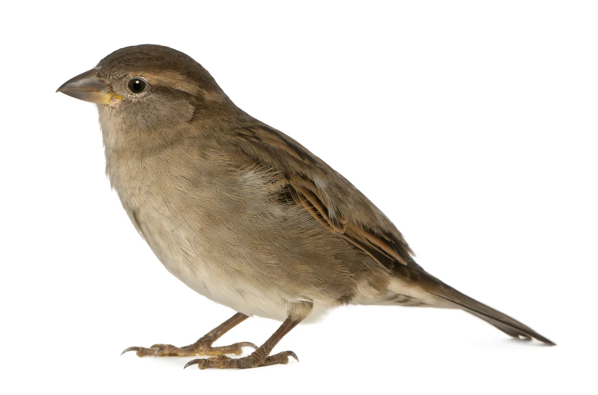 Haussperling Weibchen – Vögel in Europa