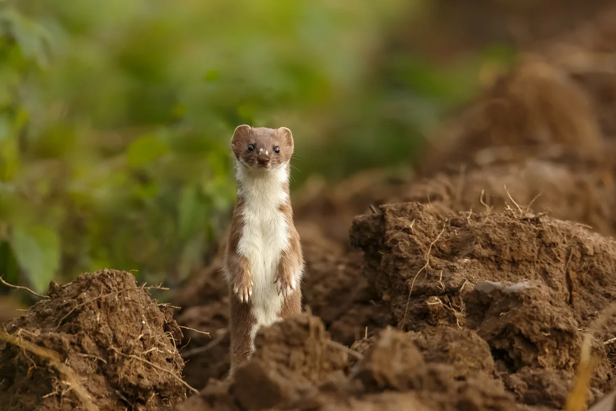 Ist ein Wiesel im Garten gut oder schlecht – Wildtiere in Europa