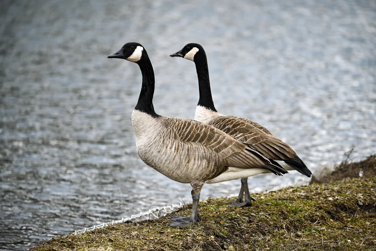 Kanadagans gefährlich - Vögel in Europa