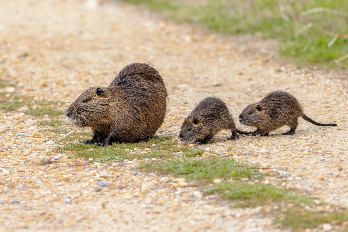 Nutria Deutschland - Wildtiere in Europa