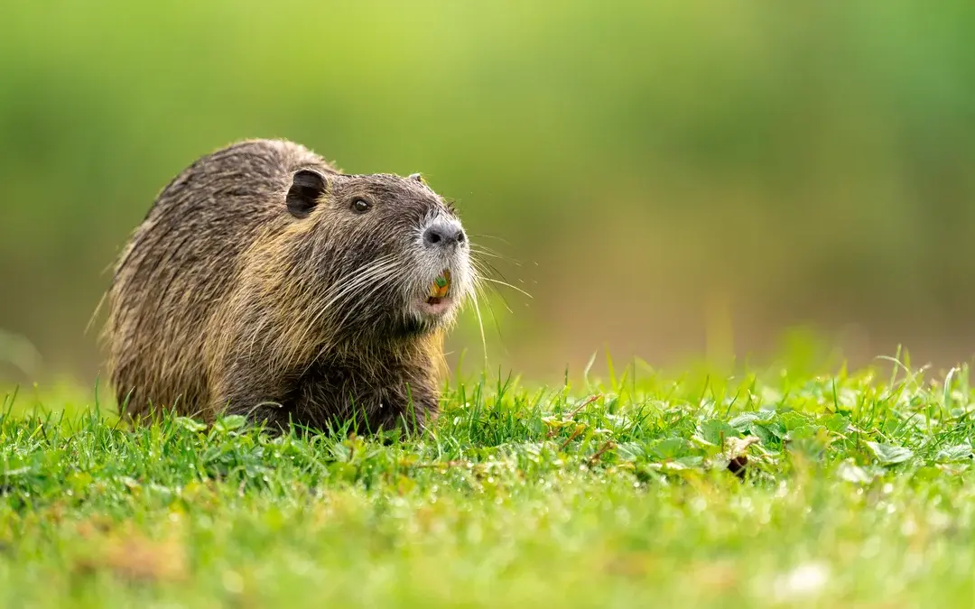 Ist ein Nutria gefährlich?