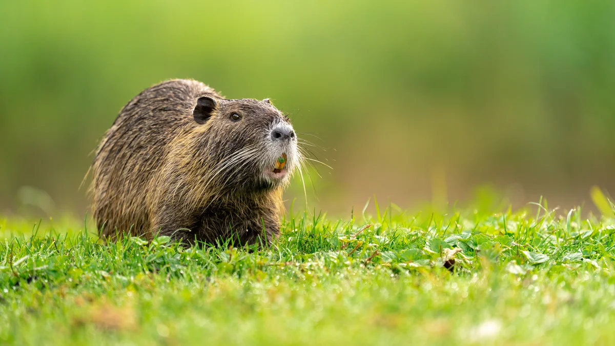 Nutria gefährlich - Wildtiere in Europa