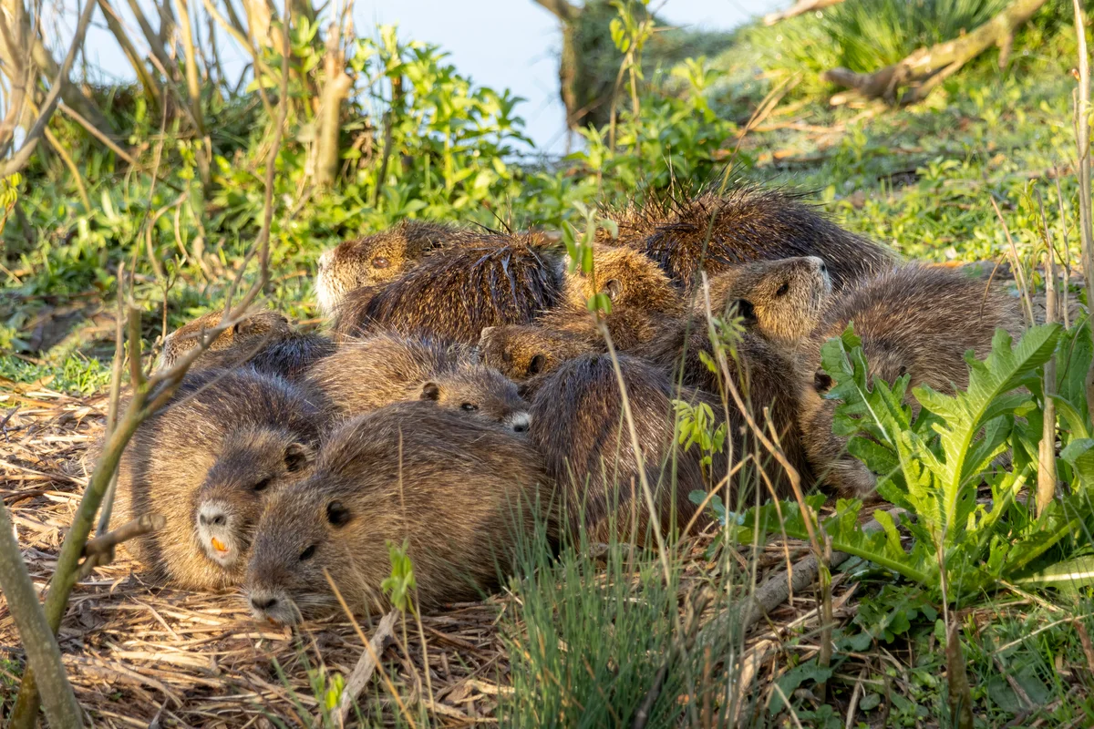 Nutria in Deutschland - Wildtiere in Europa