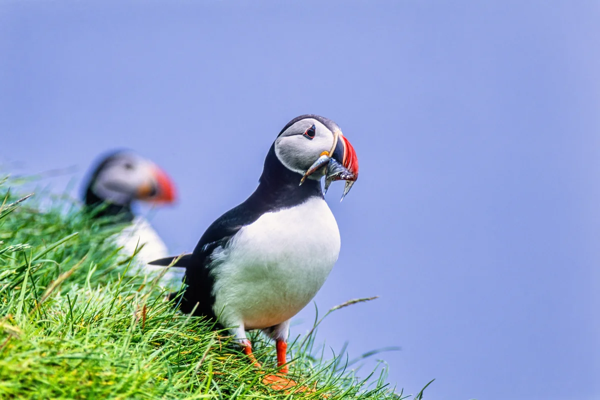 Papageitaucher an der Küste in Norwegen – Vögel in Europa