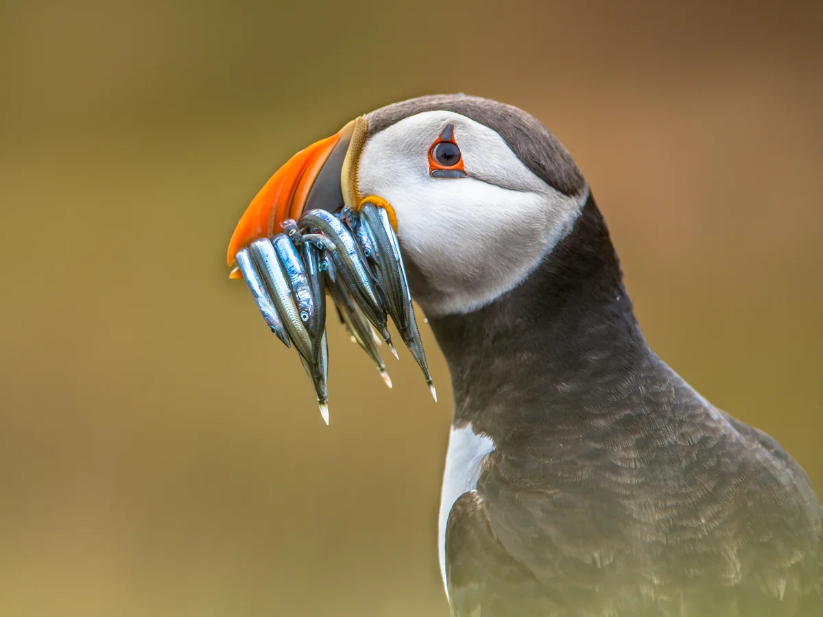 Puffin auf Deutsch – Vögel in Europa