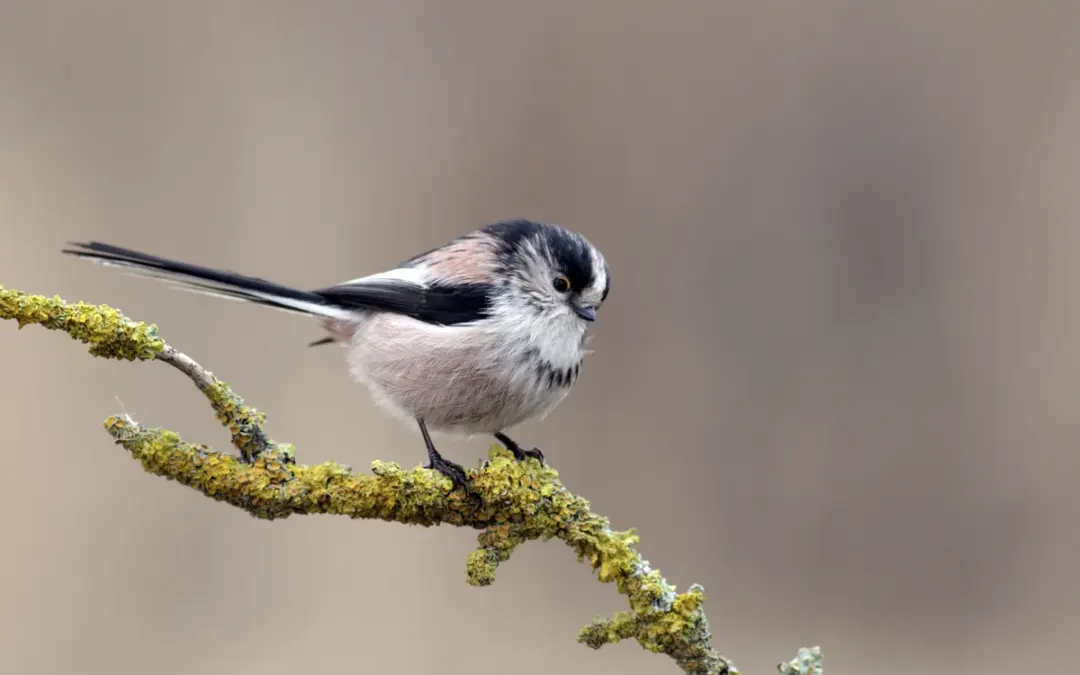 Schwanzmeise Gesang
