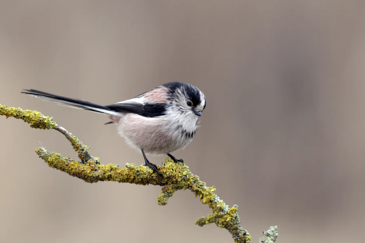 Schwanzmeise Gesang - Vögel in Europa