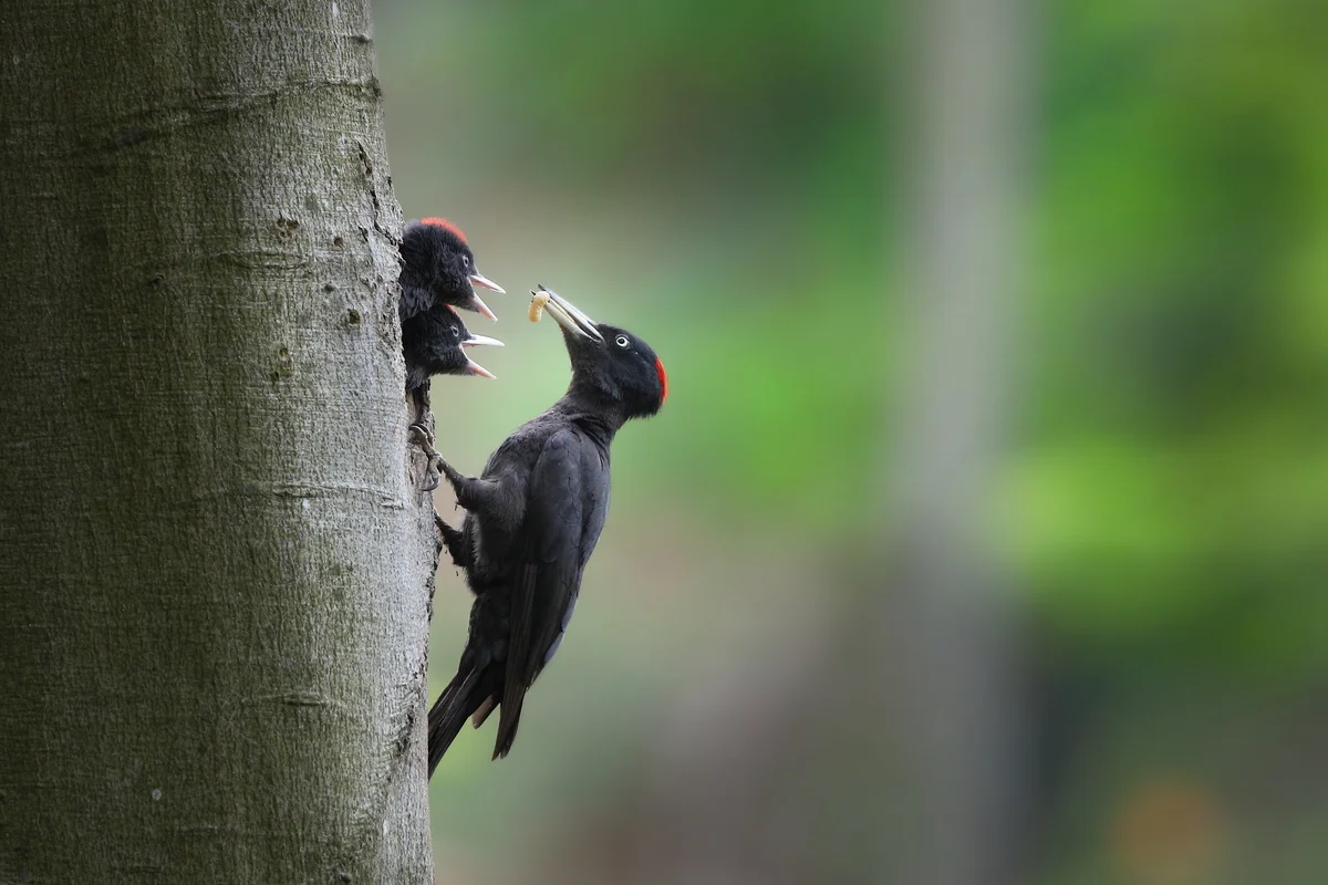 Schwarzspecht Größe – Vögel in Europa