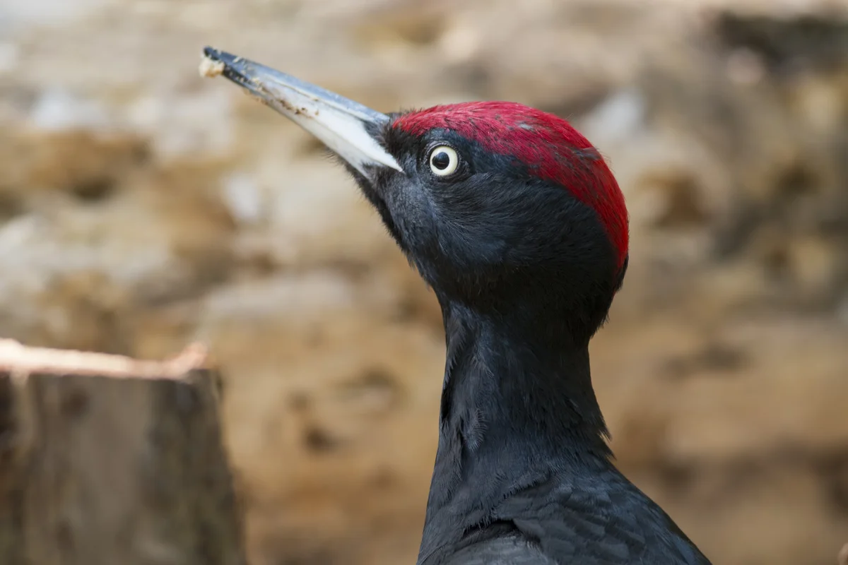 Schwarzspecht Ruf – Vögel in Europa