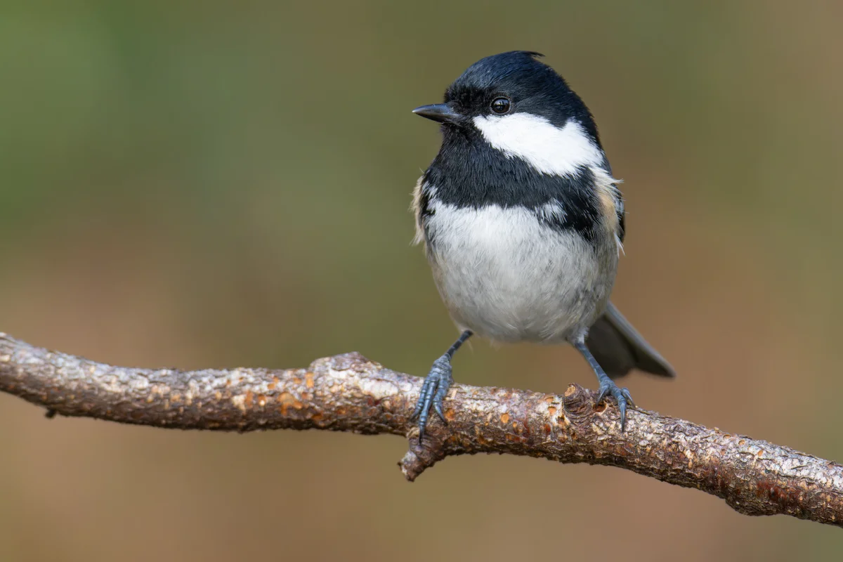 Tannenmeise Verwechslung – Vögel in Europa