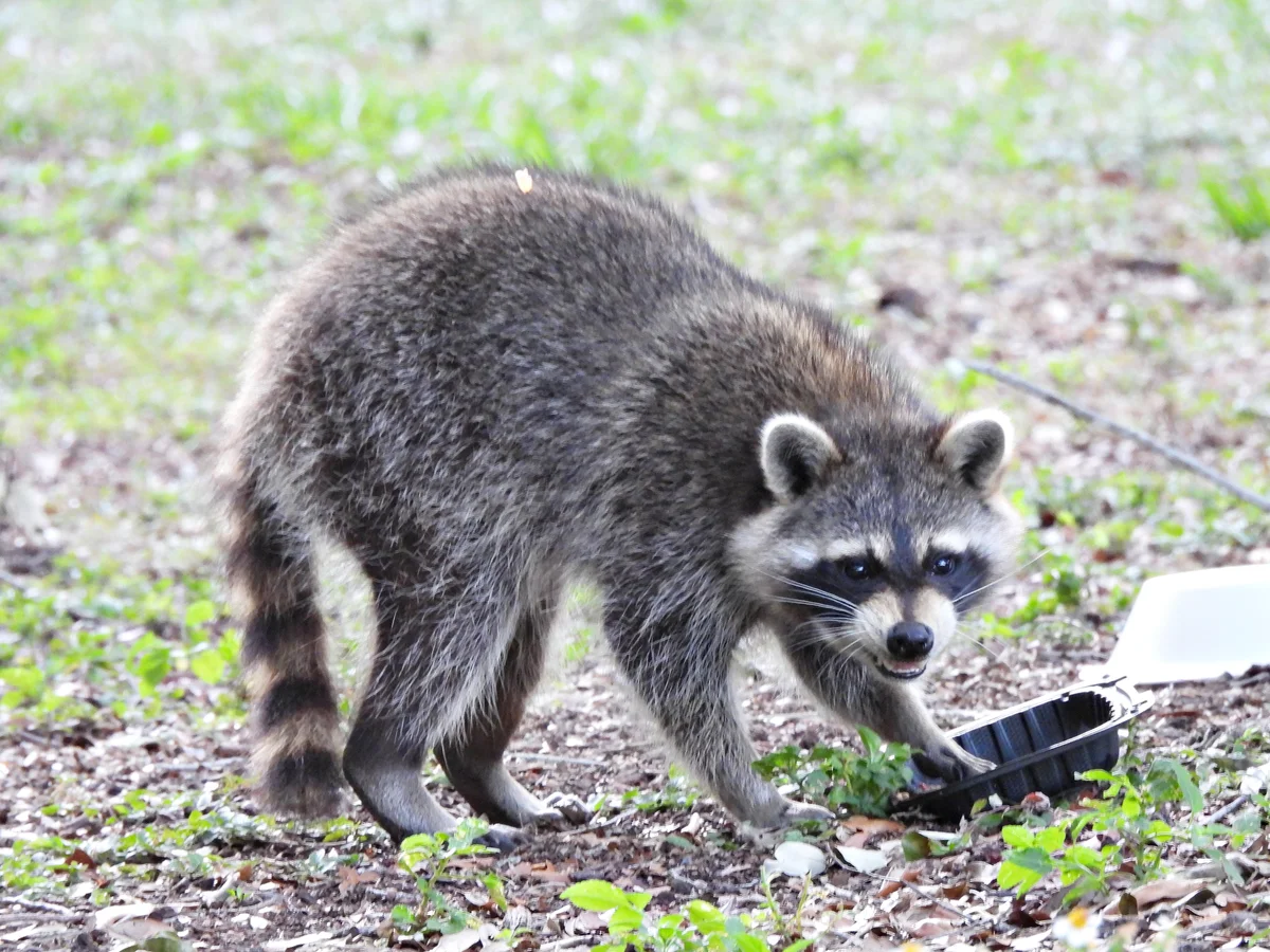 Was die Waschbären fressen – Wildtiere in Europa