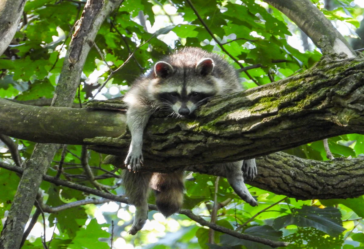 Waschbär Laute - Wildtiere in Europa