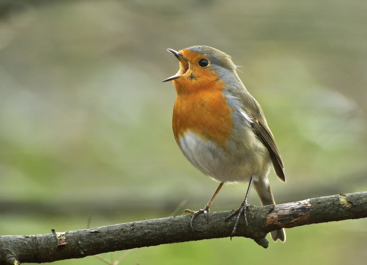 Wie alt wird ein Rotkehlchen - Vögel in Europa