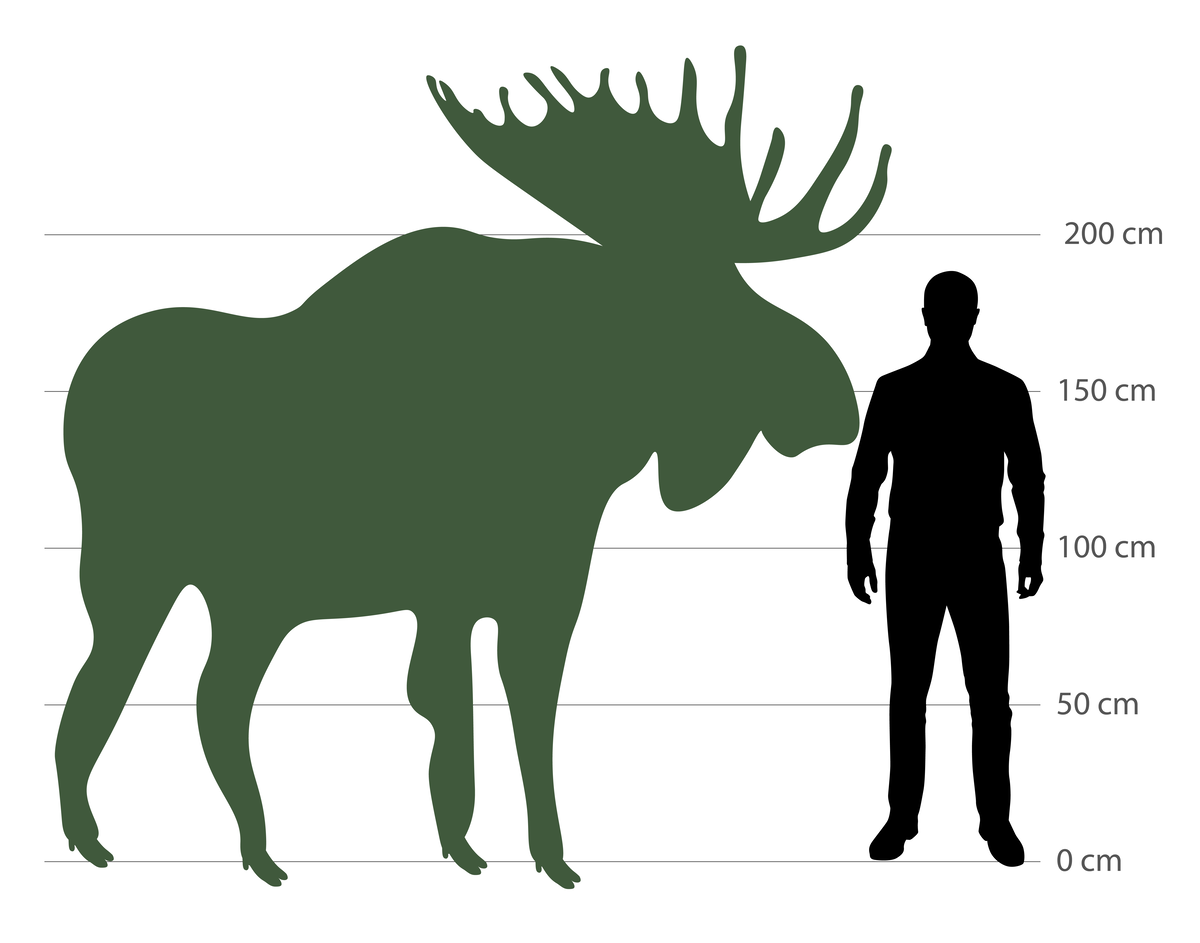 Wie groß ist ein Elch - Wildtiere in Europa