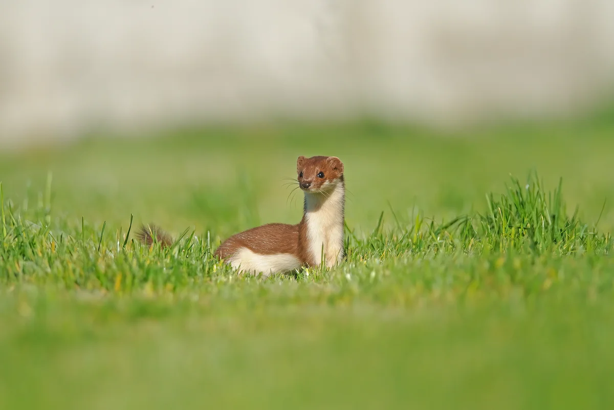 Wiesel im Garten gut oder schlecht – Wildtiere in Europa