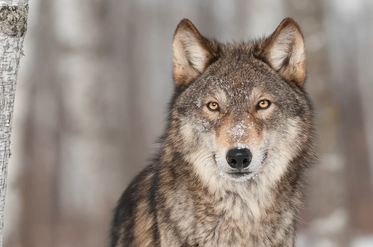 Wolf Englisch - Wildtiere in Europa