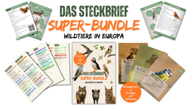 Beitragsbild Steckbrief Super-Bundle DE - Wildtiere in Deutschland und Europa