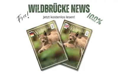 Wildbrücke News #6 – Luchse, Elche, Wölfe, Schneeleoparden und mehr