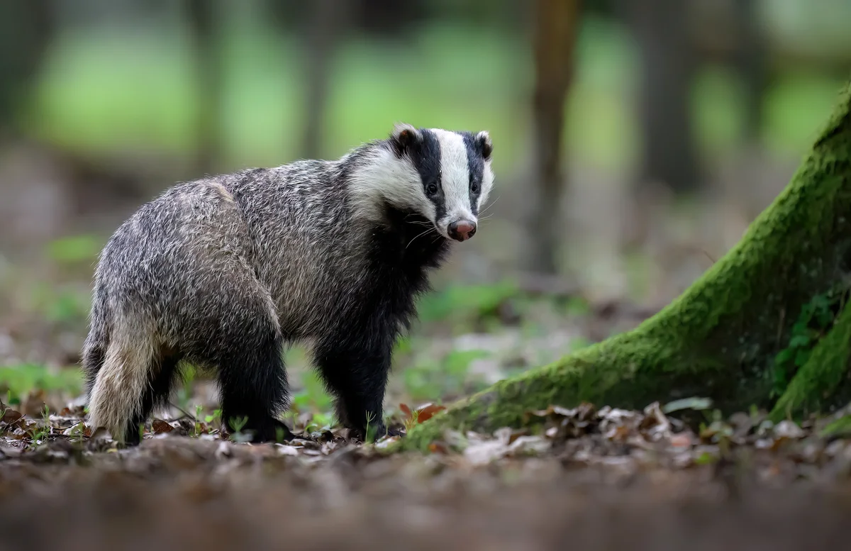 Dachs Winterschlaf - Wildtiere in Europa