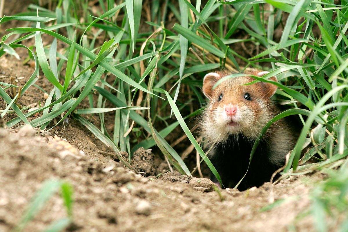 Der Feldhamster Lebensraum - Wildtiere in Europa