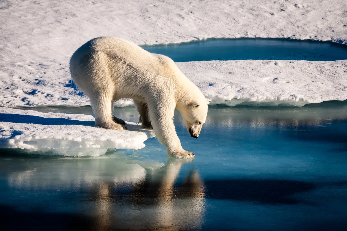 Die Eisbär Nahrung - Wildtiere in Europa