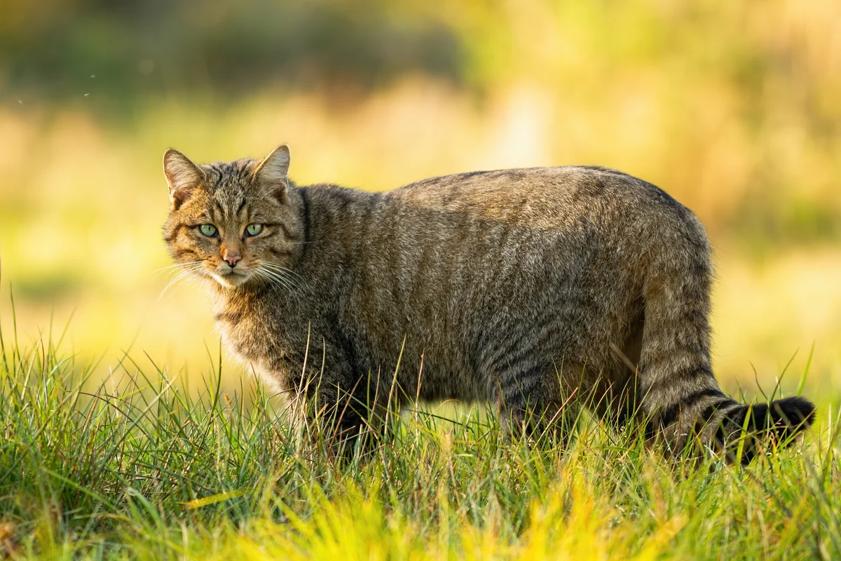 Die Wildkatze in Deutschland - Wildtiere in Europa