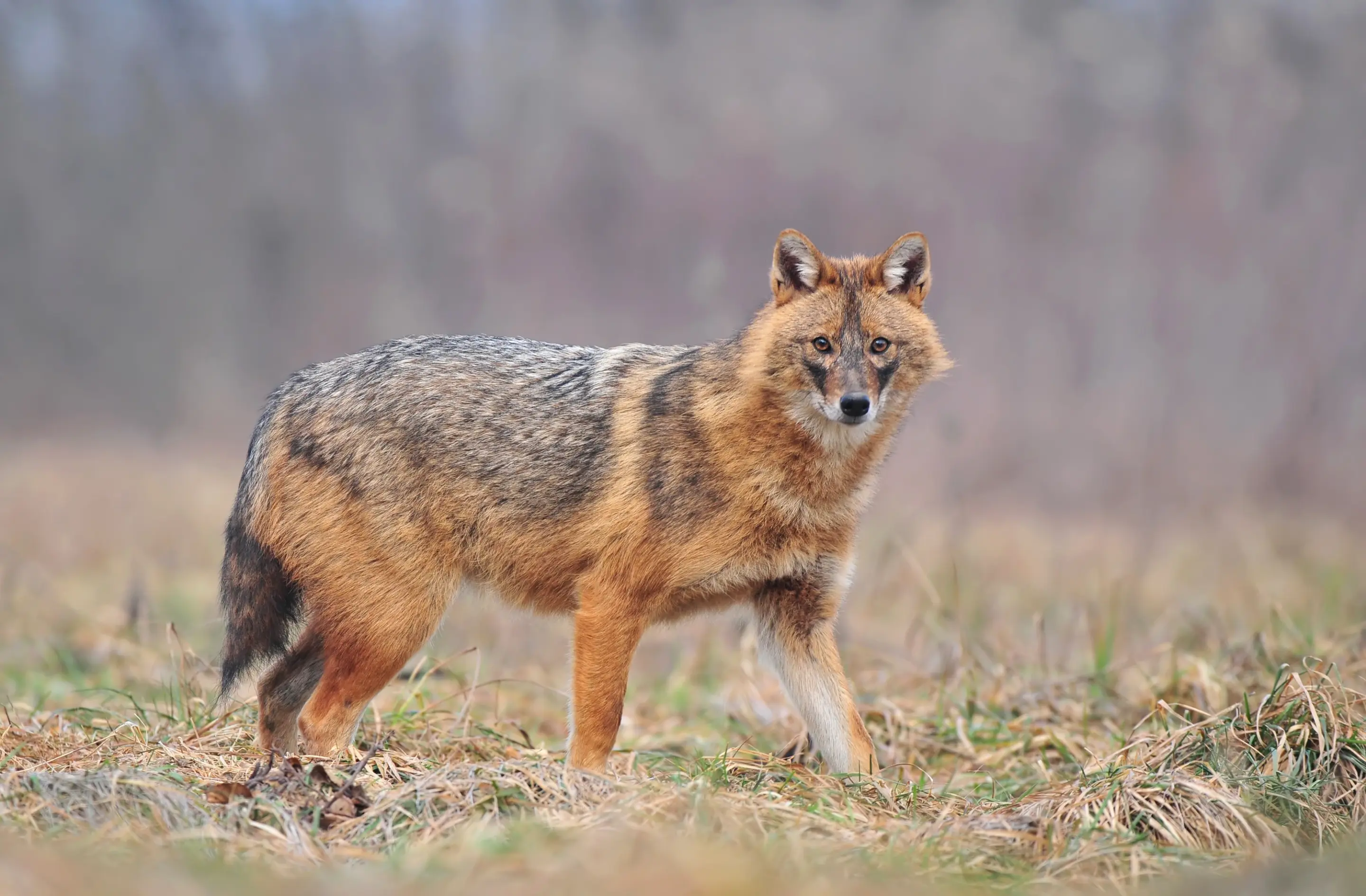 Ein Goldschakal - Wildtiere in Deutschland