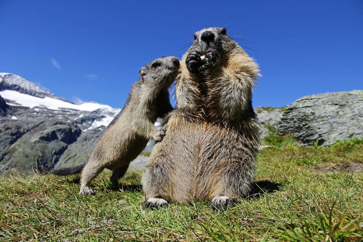 Ein Murmeltier Baby - Wildtiere in Europa