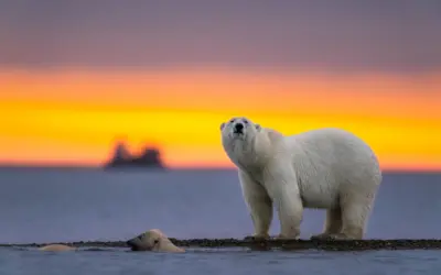 🐾 Eisbär Haut – Wildtiere in Europa
