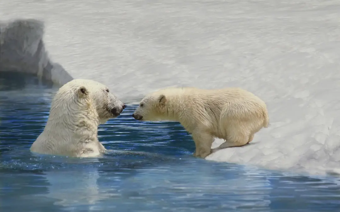 🐾 Eisbär Nahrung
