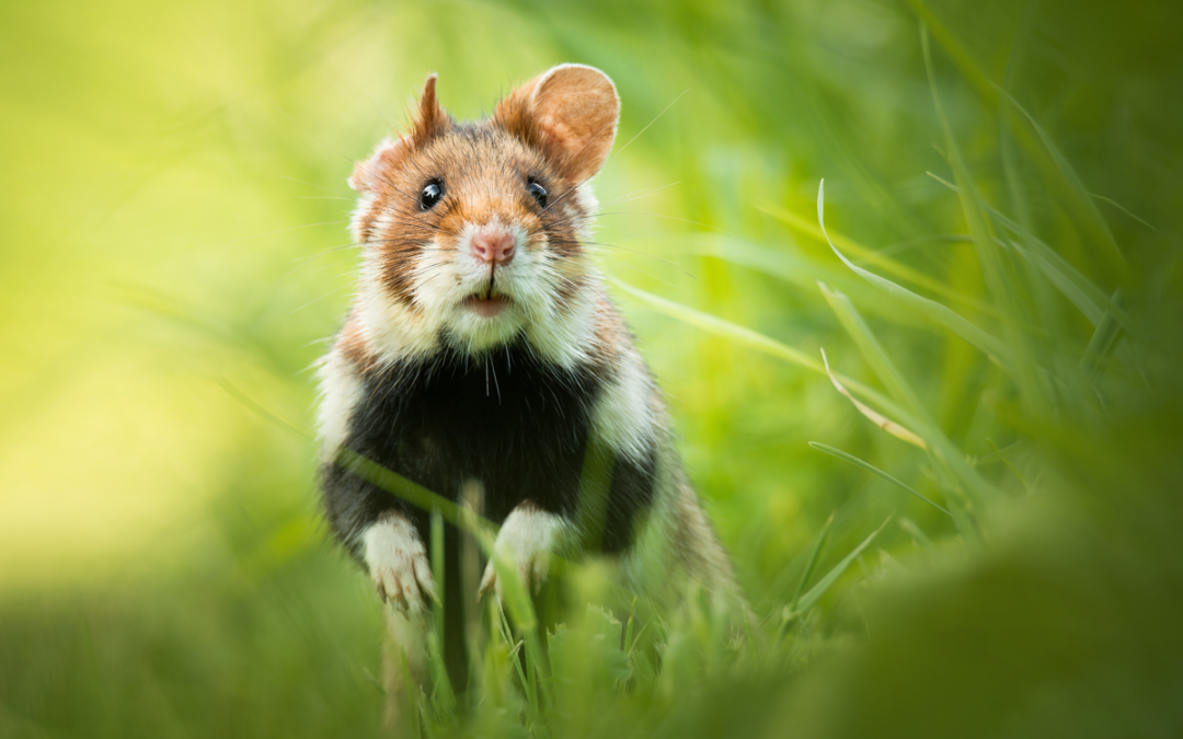 🐹 Feldhamster Lebensraum